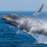 Monterey Bay Whale Watch