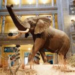 Smithsonian National Museum of Natural History