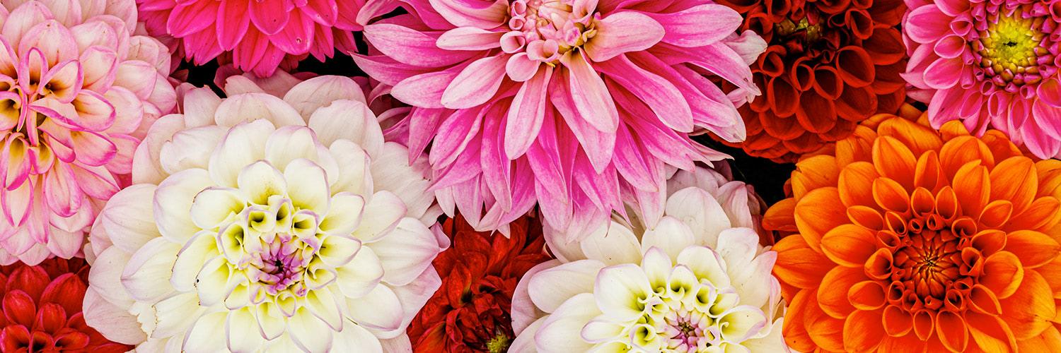 The Wedding Website of Mika Latimer and Adam Bleth