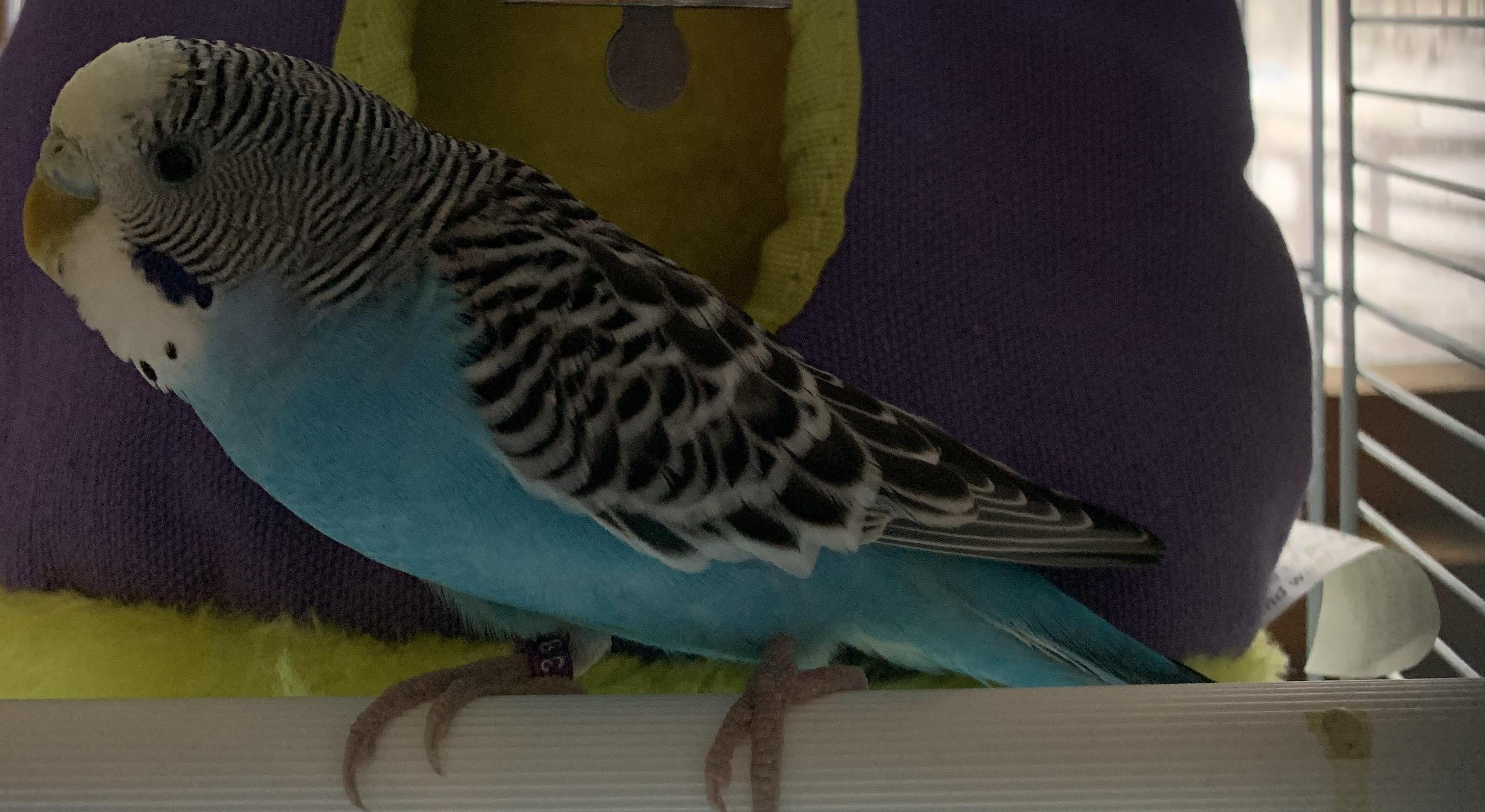 Footer image