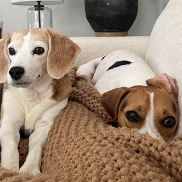 Hound Rescue of Texas Donation