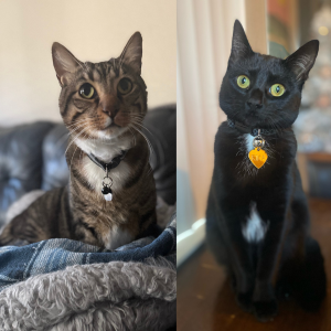 Give Sox and Rika A Treat