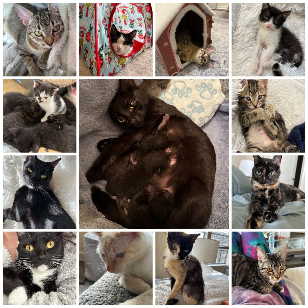 Our fosters!