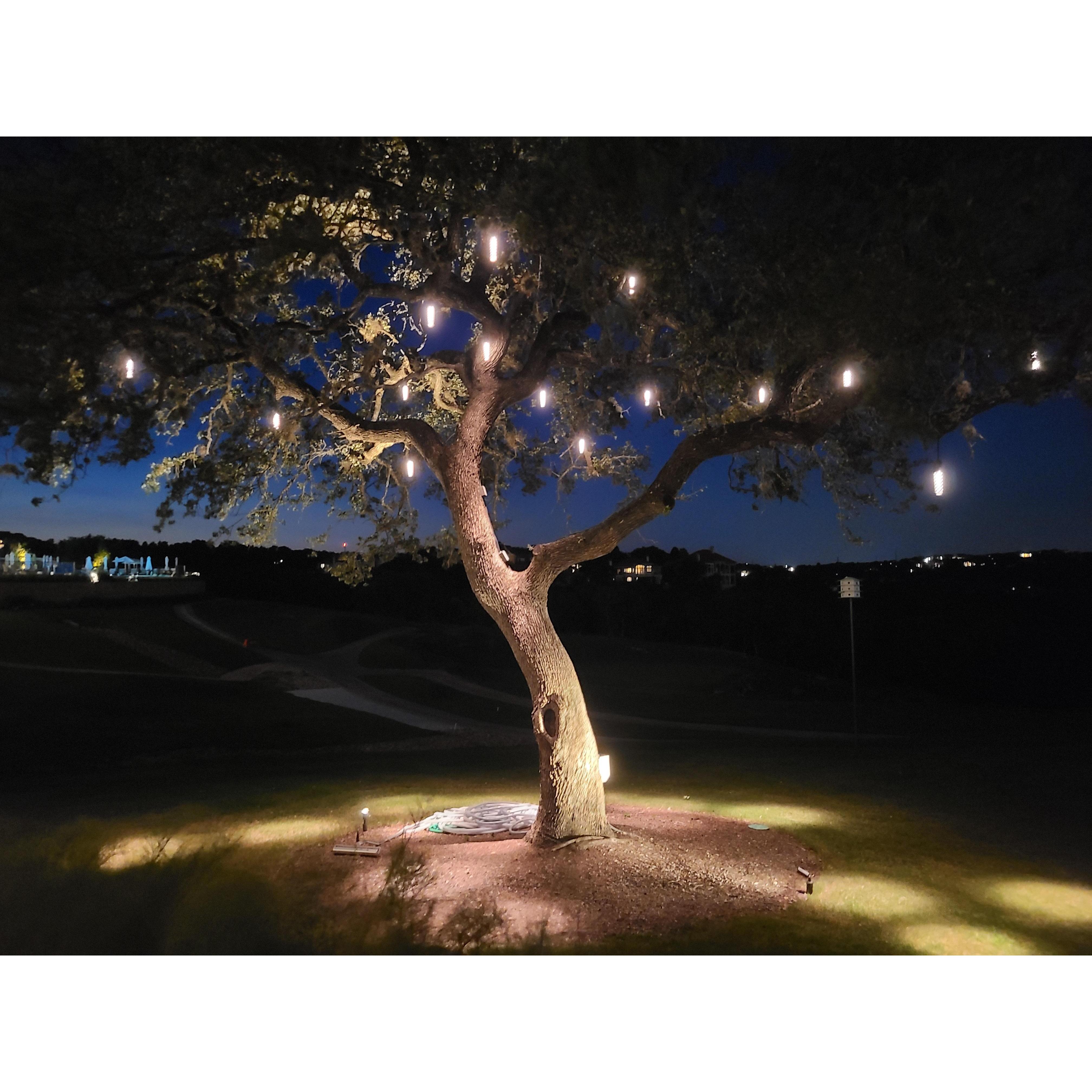 Jae proposed under this tree!