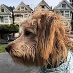 The Painted Ladies