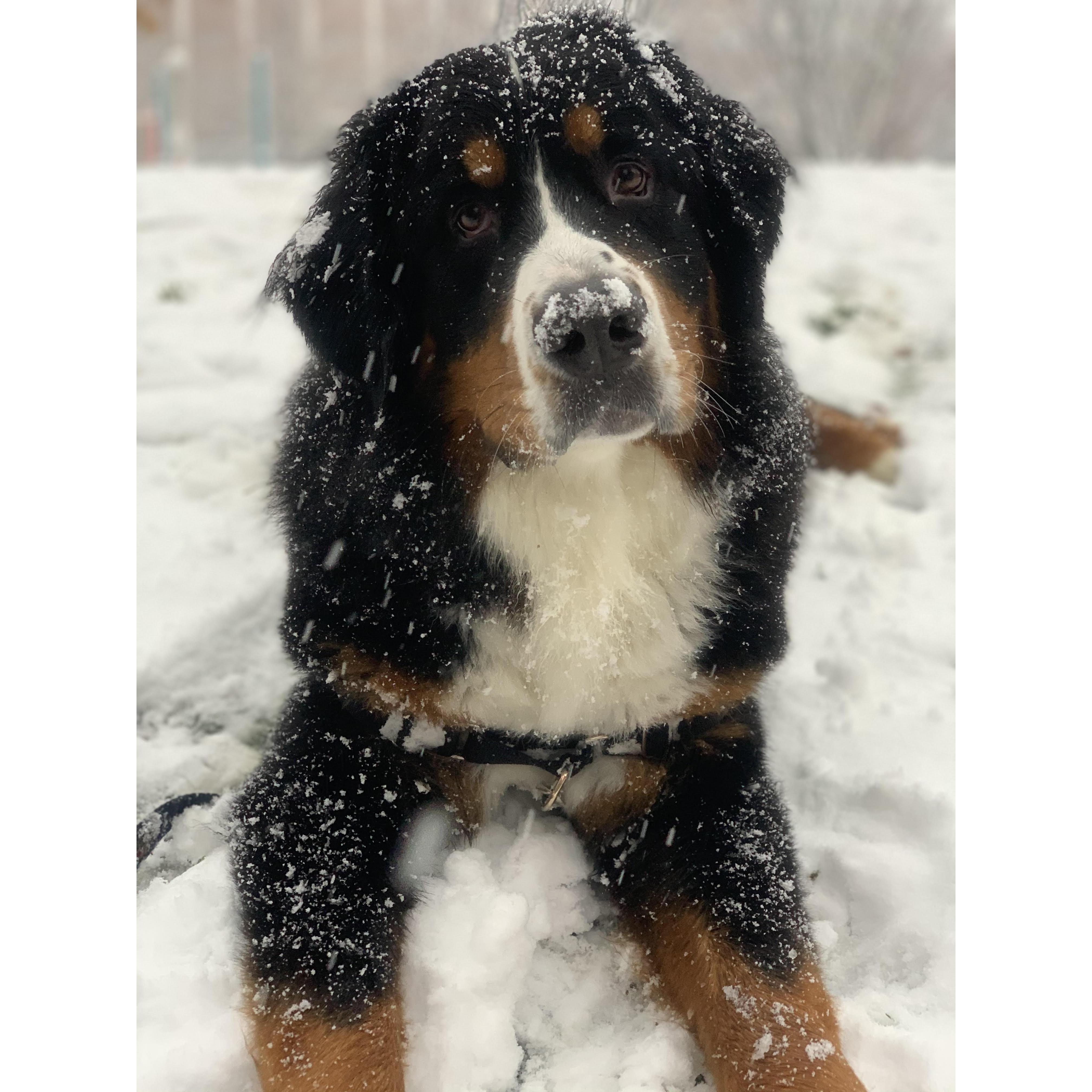 The most beautiful member of the family