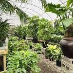 Big Greenhouse