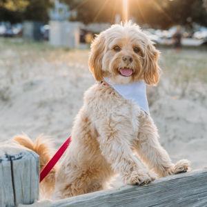Grady Fund
