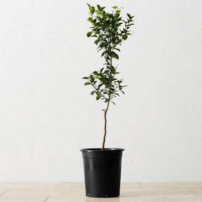 Alder & Oak Standard Kumquat Tree