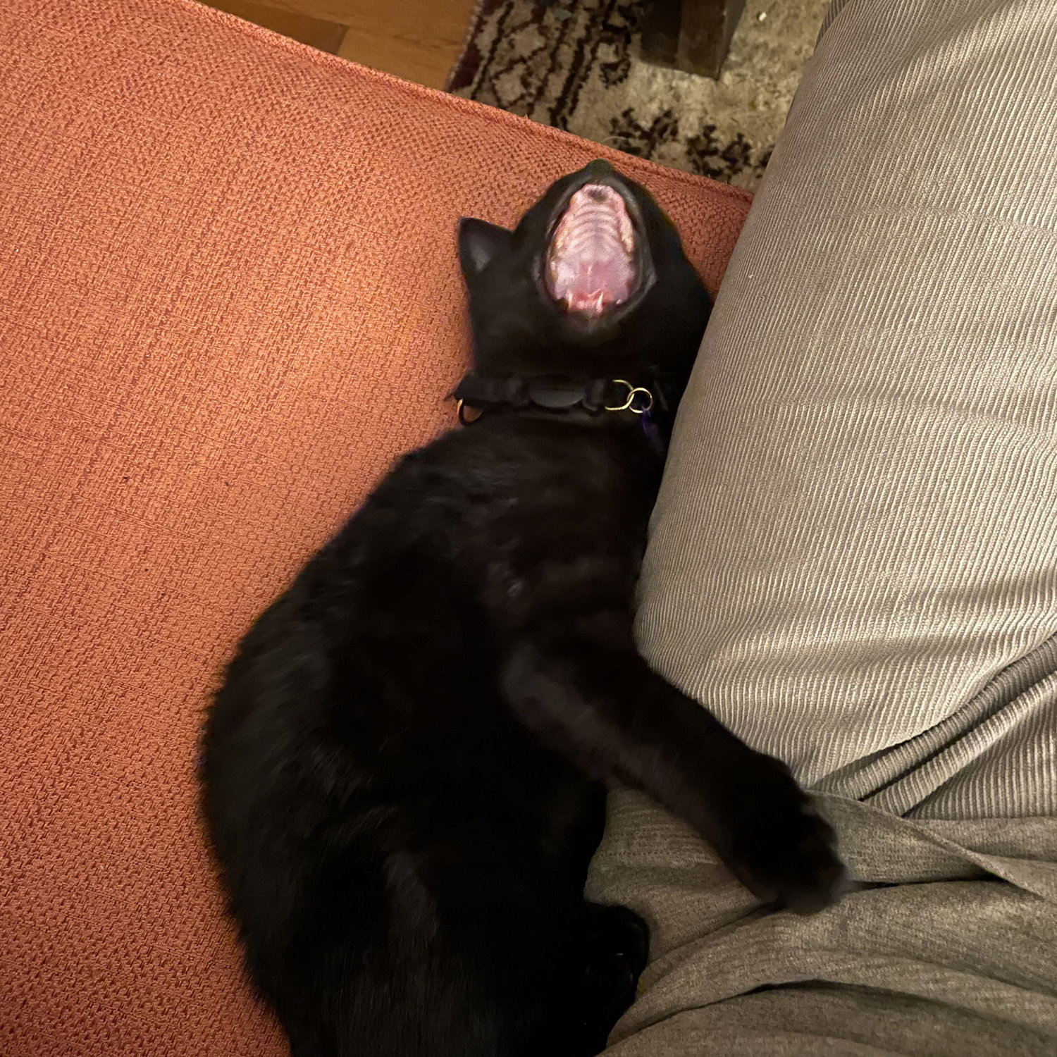 Kiki was once smaller