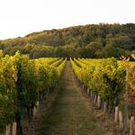 Warwick Valley Winery, Distillery & Orchard