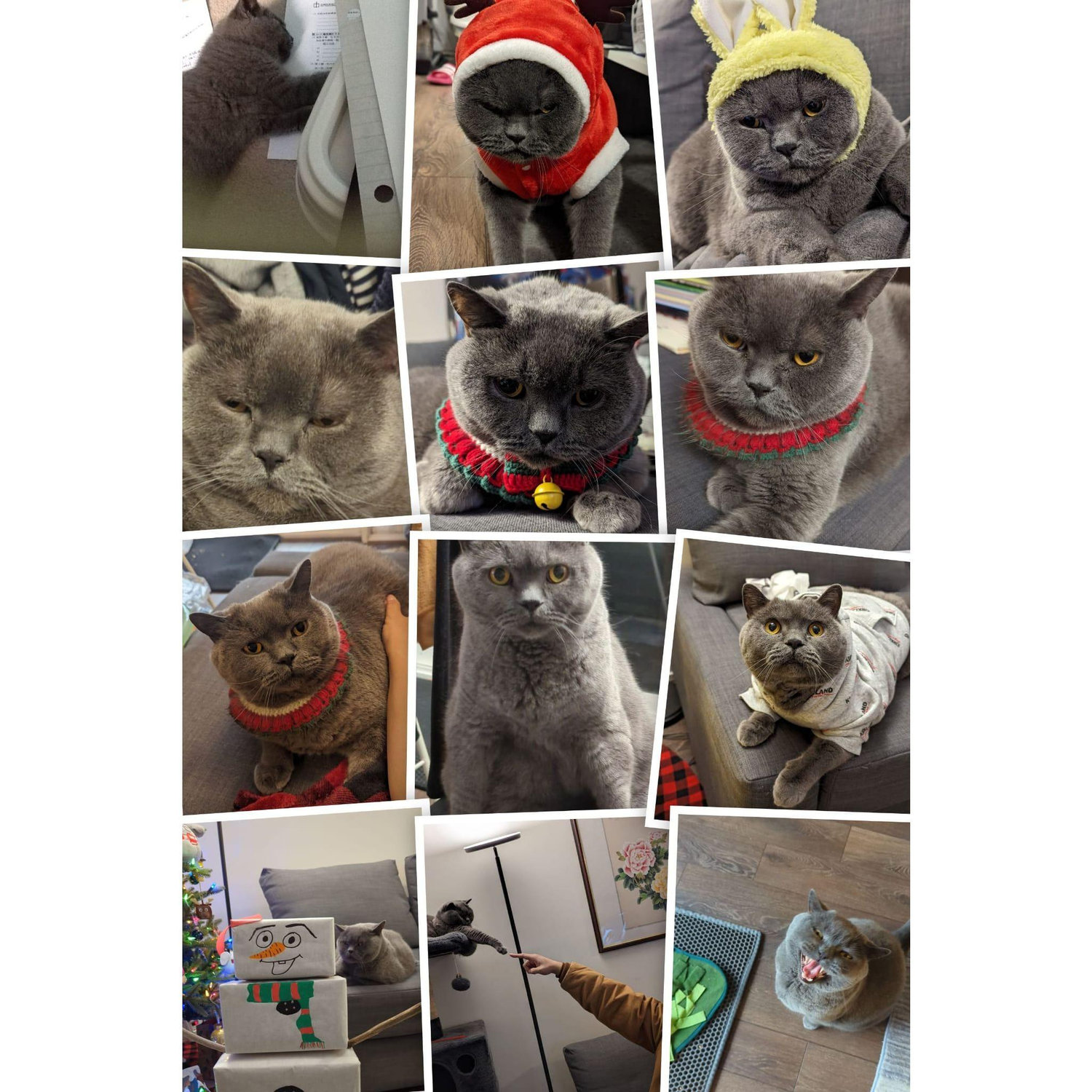 The adored Captain aka our boss, and we are the "Mao Lo" aka the Cat Servants