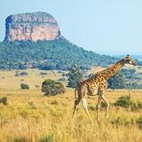 Safari