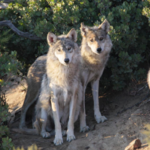 California Wolf Center