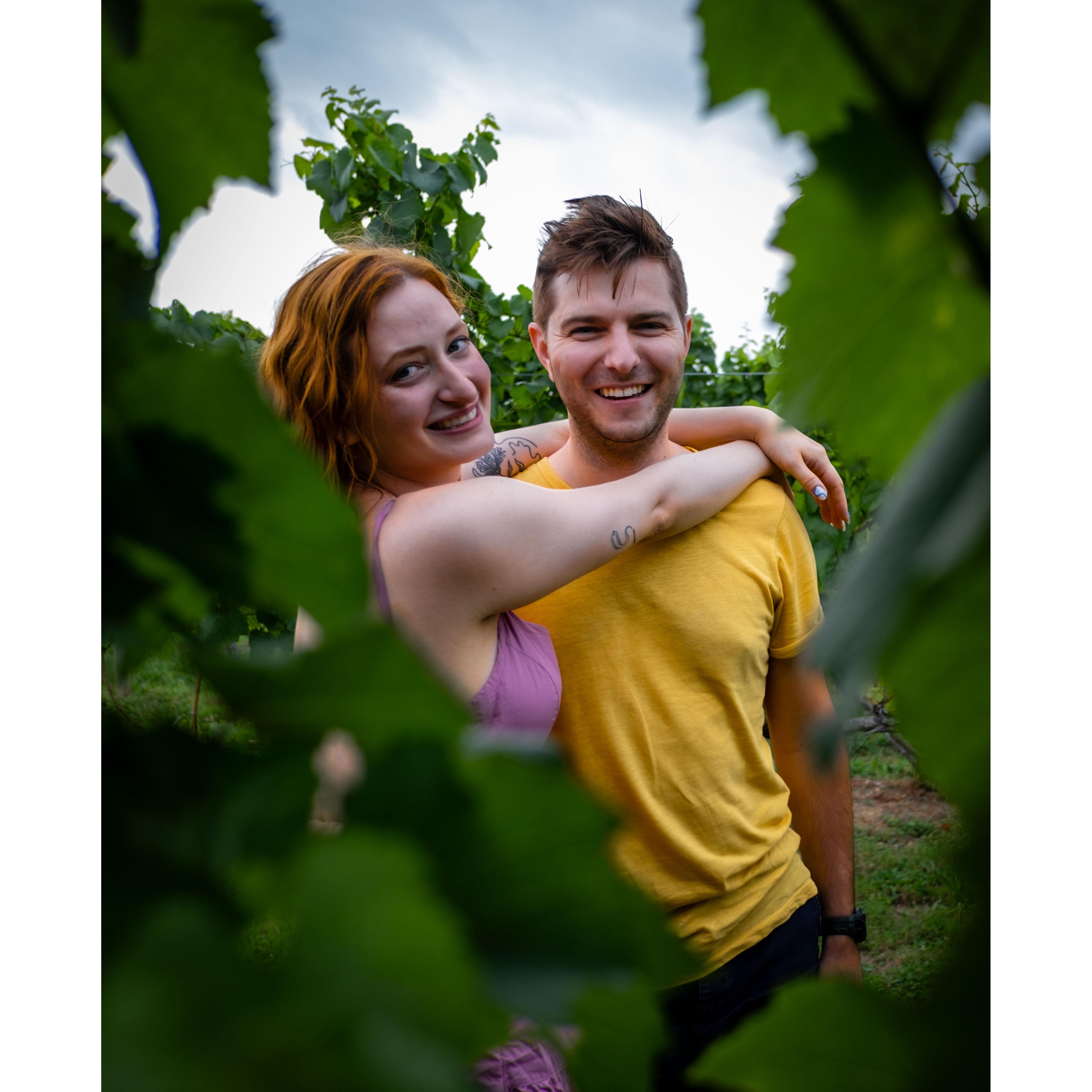 Traipsing through a vineyard (August 2023)