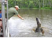 Cajun Pride Swamp Tours