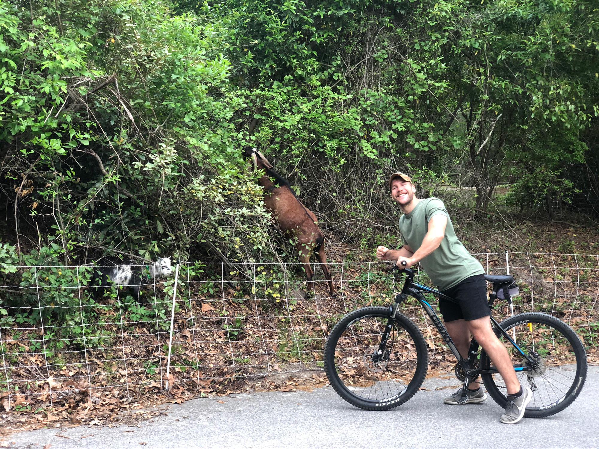 ...and sunset bikes. Are you seeing a trend? Oh yeah and our neighbors hired goats to mow their lawn.