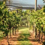 Wineries