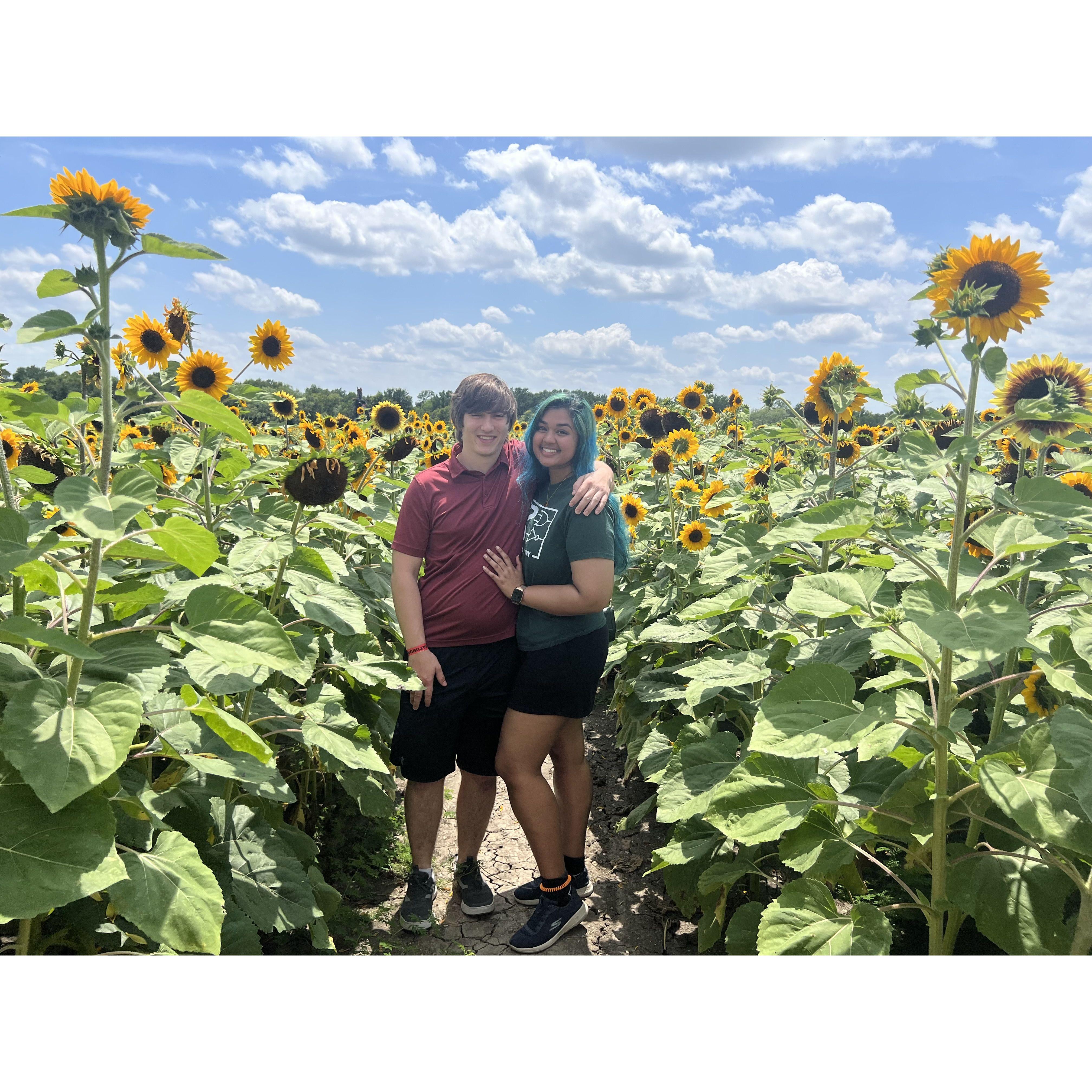 Sunflower fields for my sunflower.