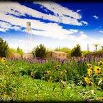 Schnepf Farms