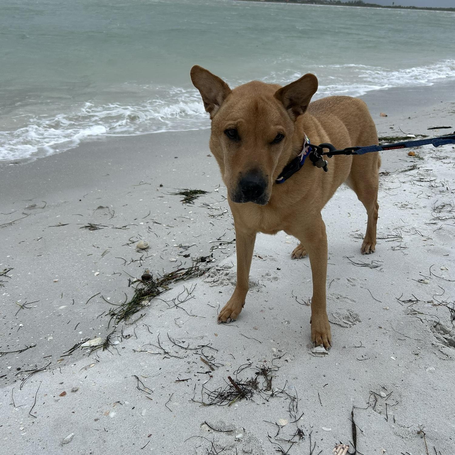 Buster enjoying his windy beach day