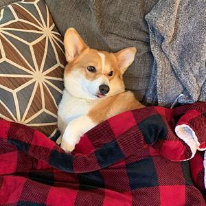Opal's Toy Fund