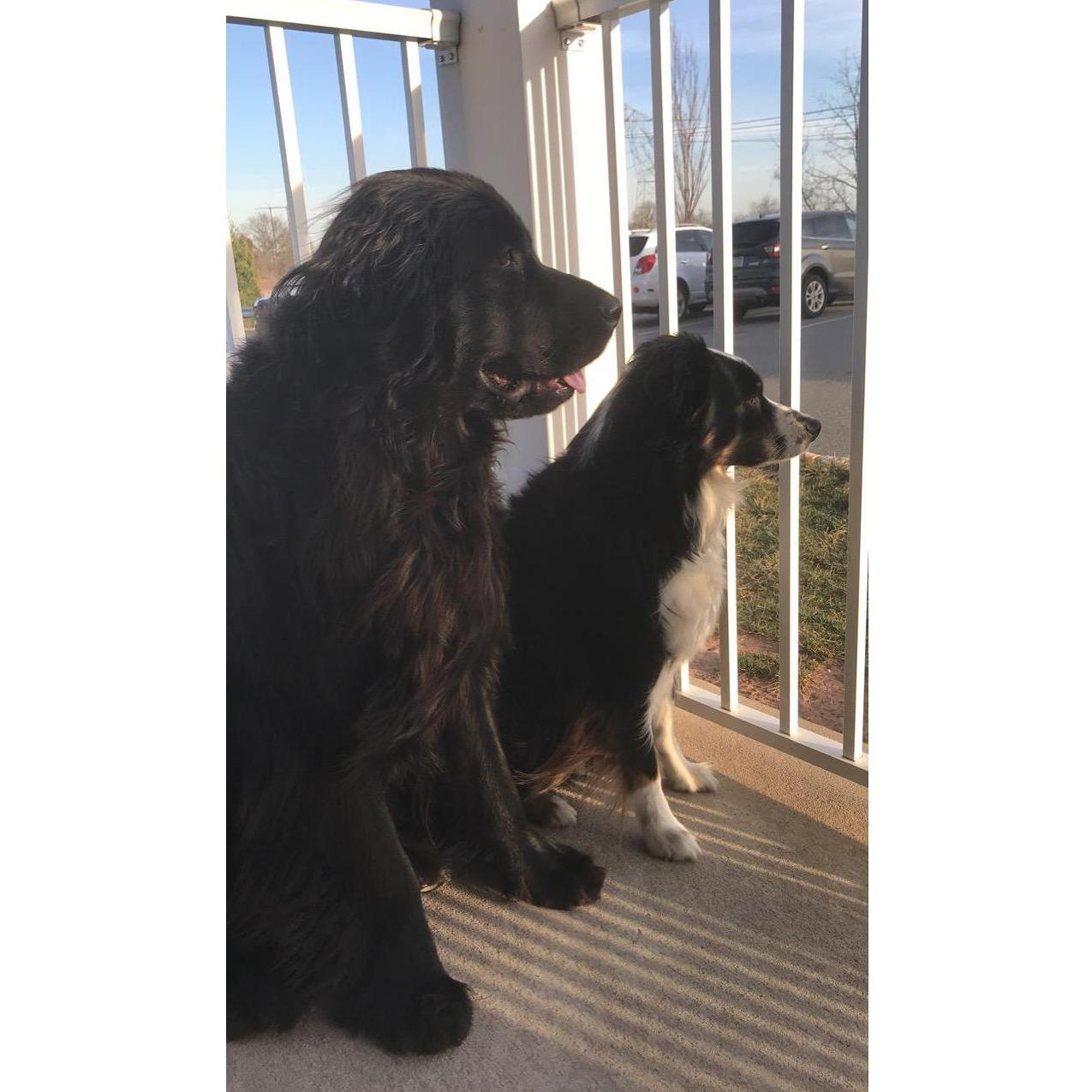 The babies enjoy the outside weather on the patio!