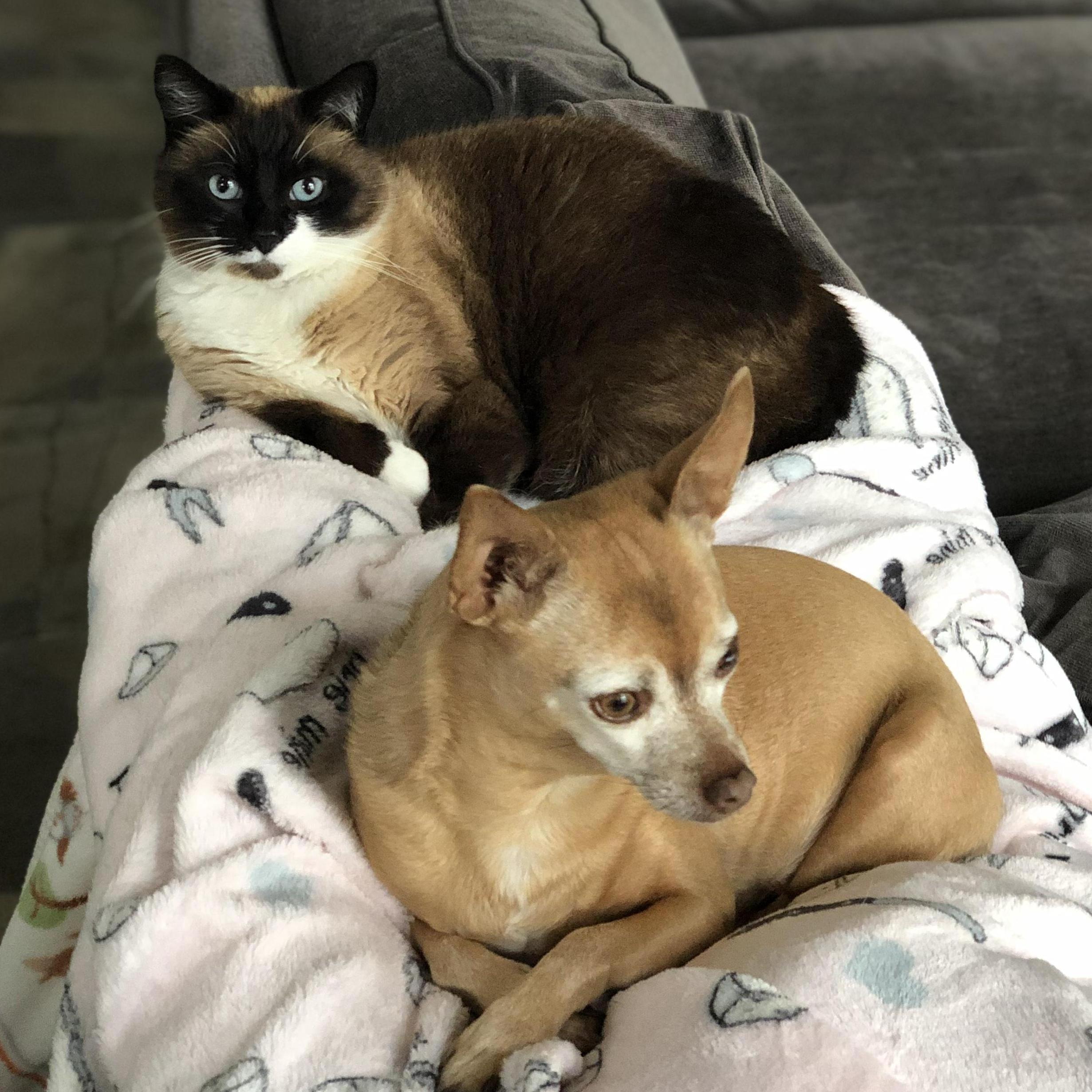 Our furbabies