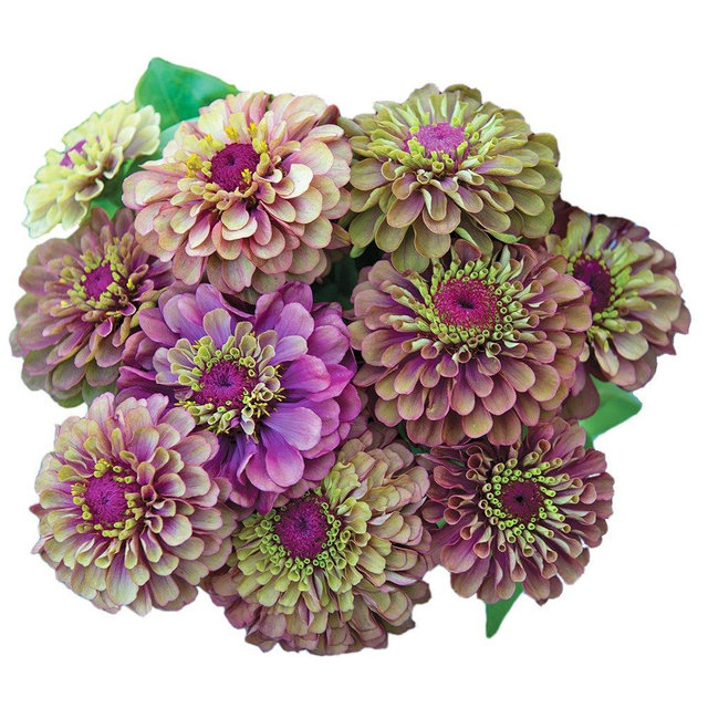 Burpee Queen Red Lime Zinnia Seeds 30 seeds