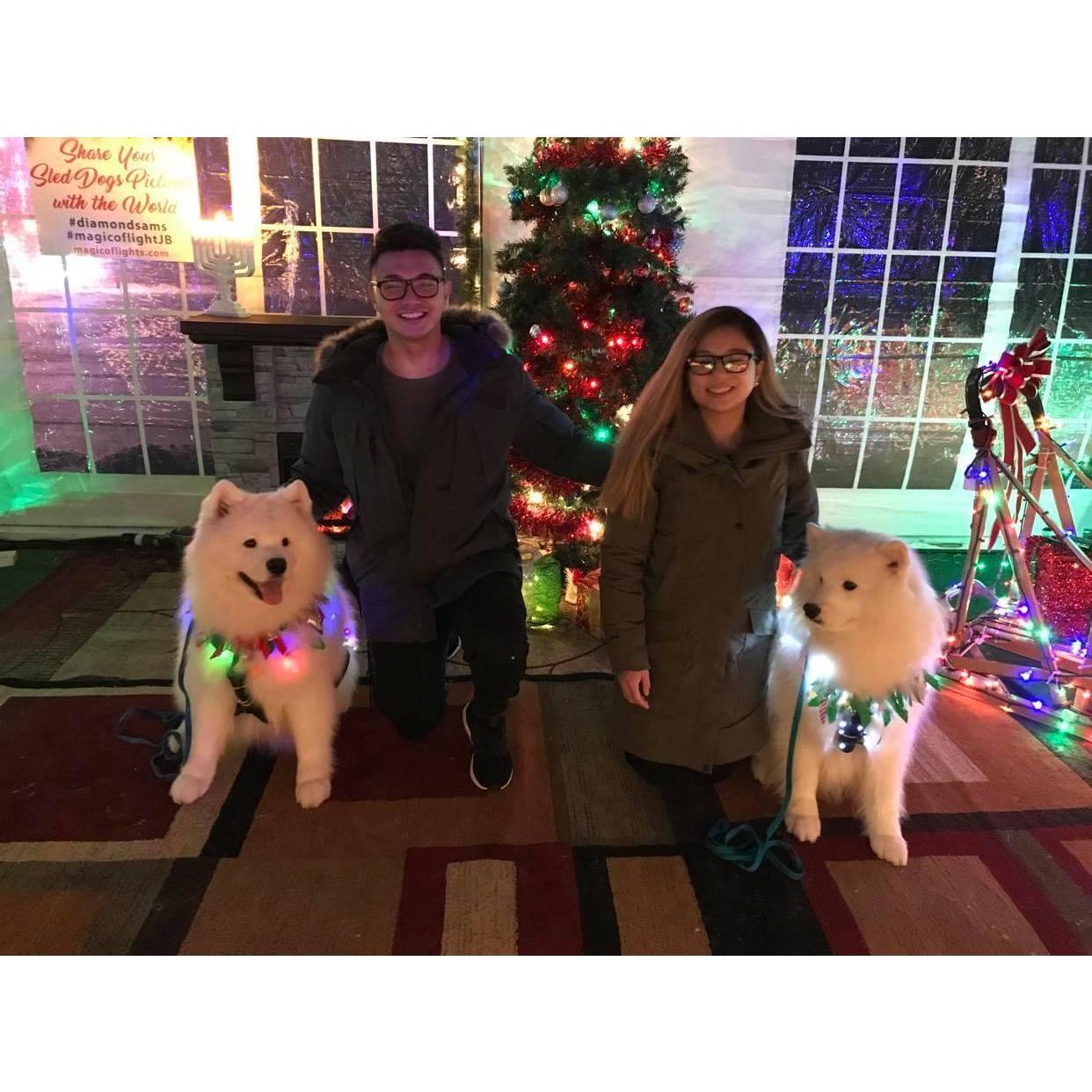 12/28/18 - Jones Beach Lightshow and got lucky enough to see Chrisdelon's favorite dogs (Samoyeds!)