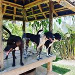 BARC4Balidogs INDONESIA