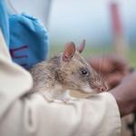 APOPO - Humanitarian Demining