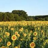 Dix Park