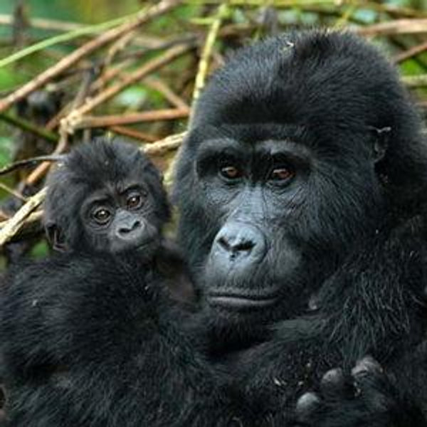 Gorilla Trekking in Uganda