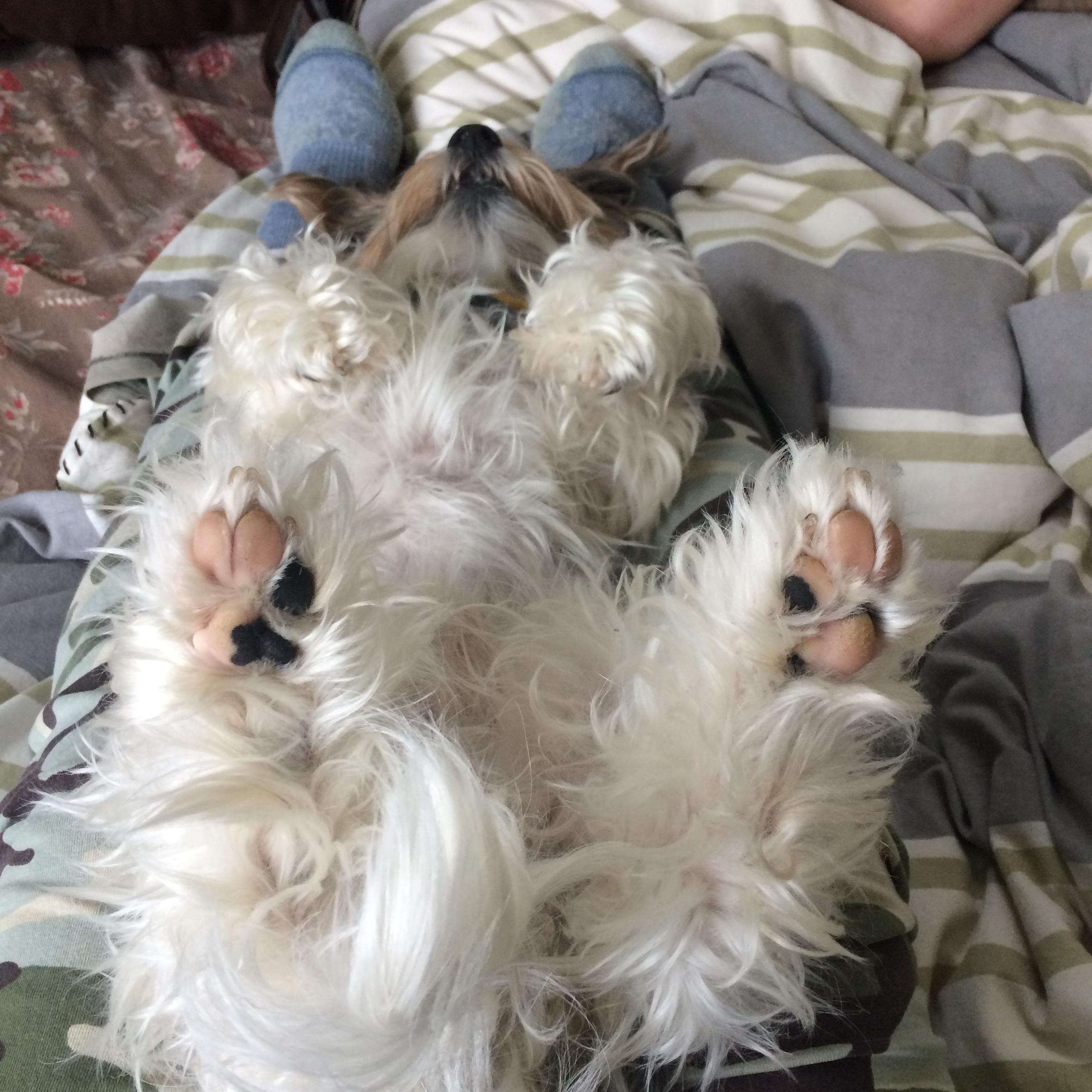 Our furry child is so relieved that his humans are making it official.