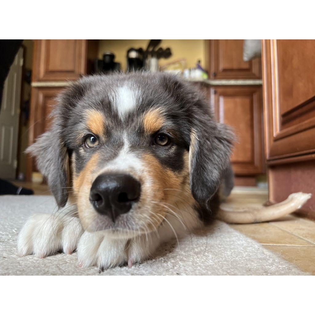 Summer 2022 - Jack and Ali welcomed Ruckus to the family