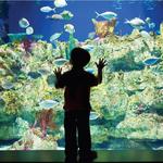 North Carolina Aquarium At Fort Fisher