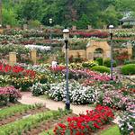 Tyler Rose Garden