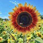 Sunflowers of Sanborn