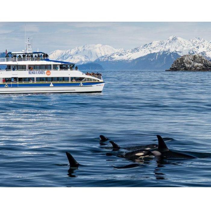 Orca whale watch