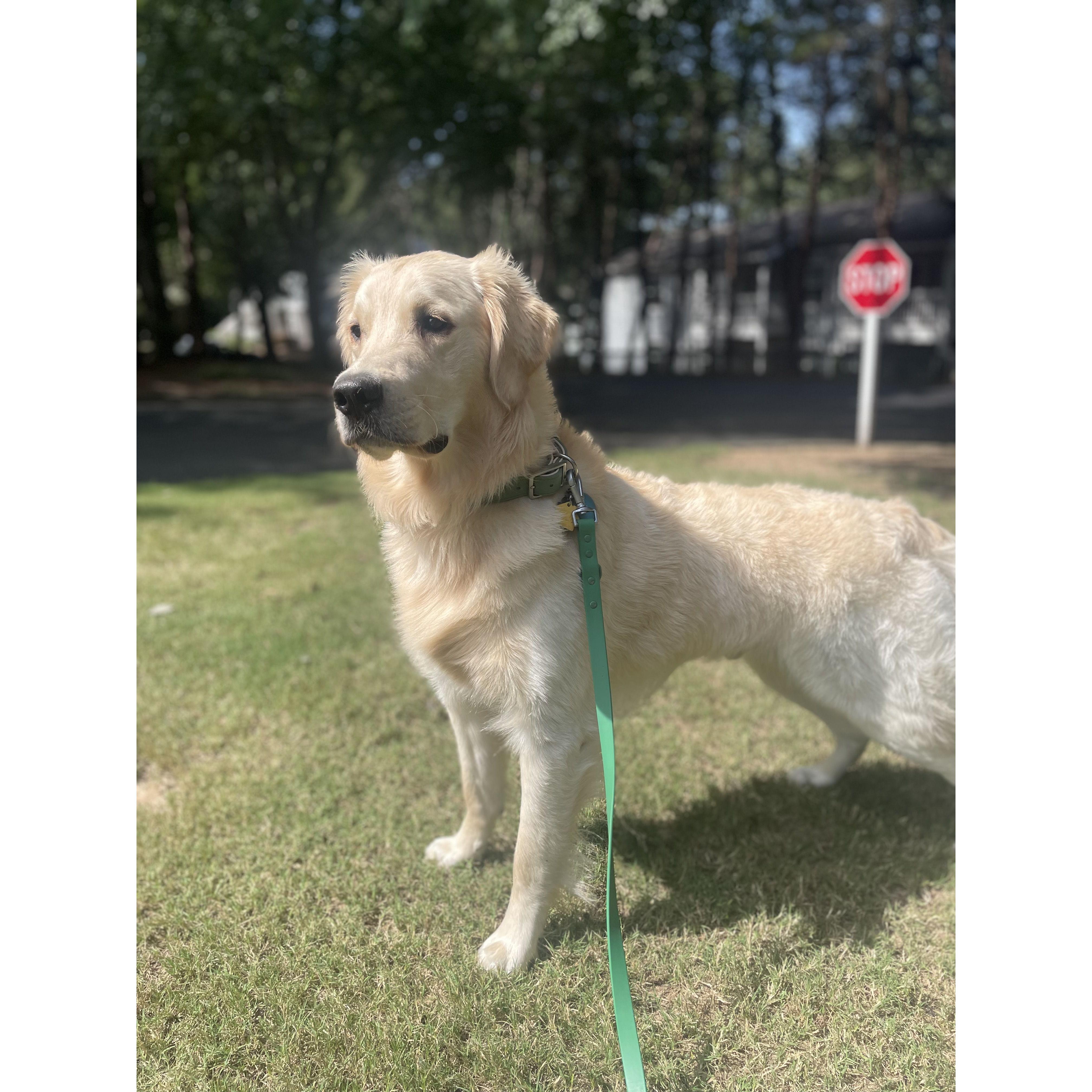 Looking majestic and fluffy after his bath.