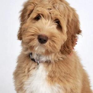 doodle dog fund <3