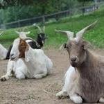 Catskill Animal Sanctuary