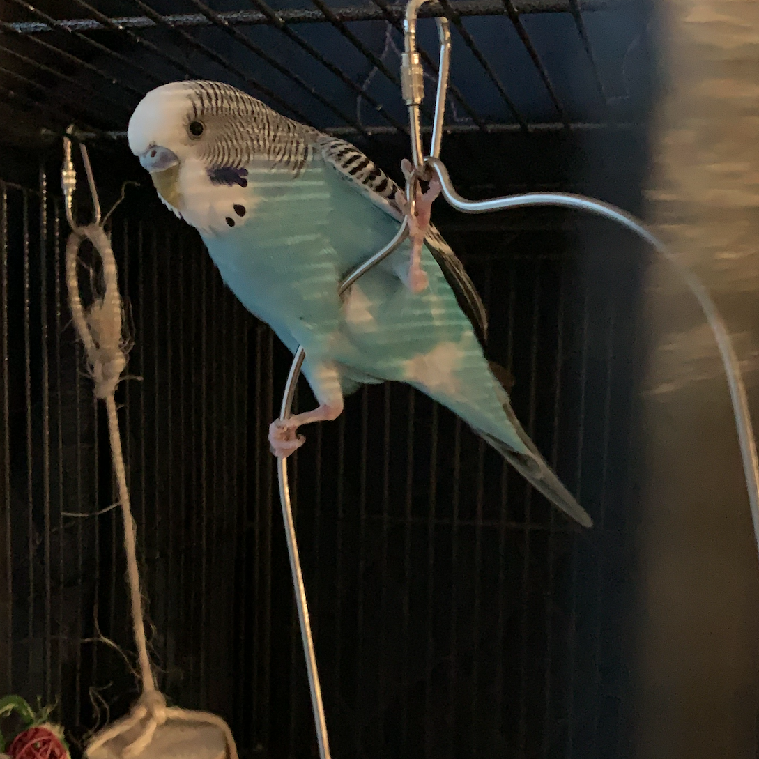 Our budgie Nocturne! This is one of his favorite spots to sleep.