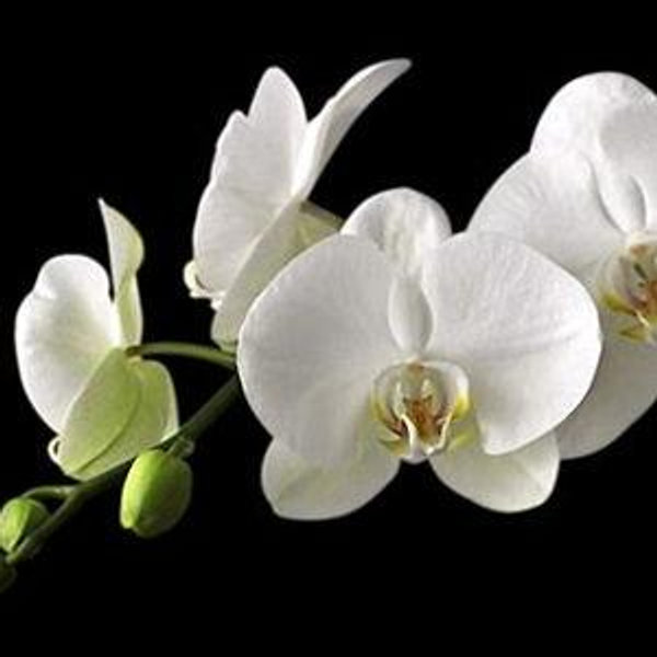 Wedding Fund