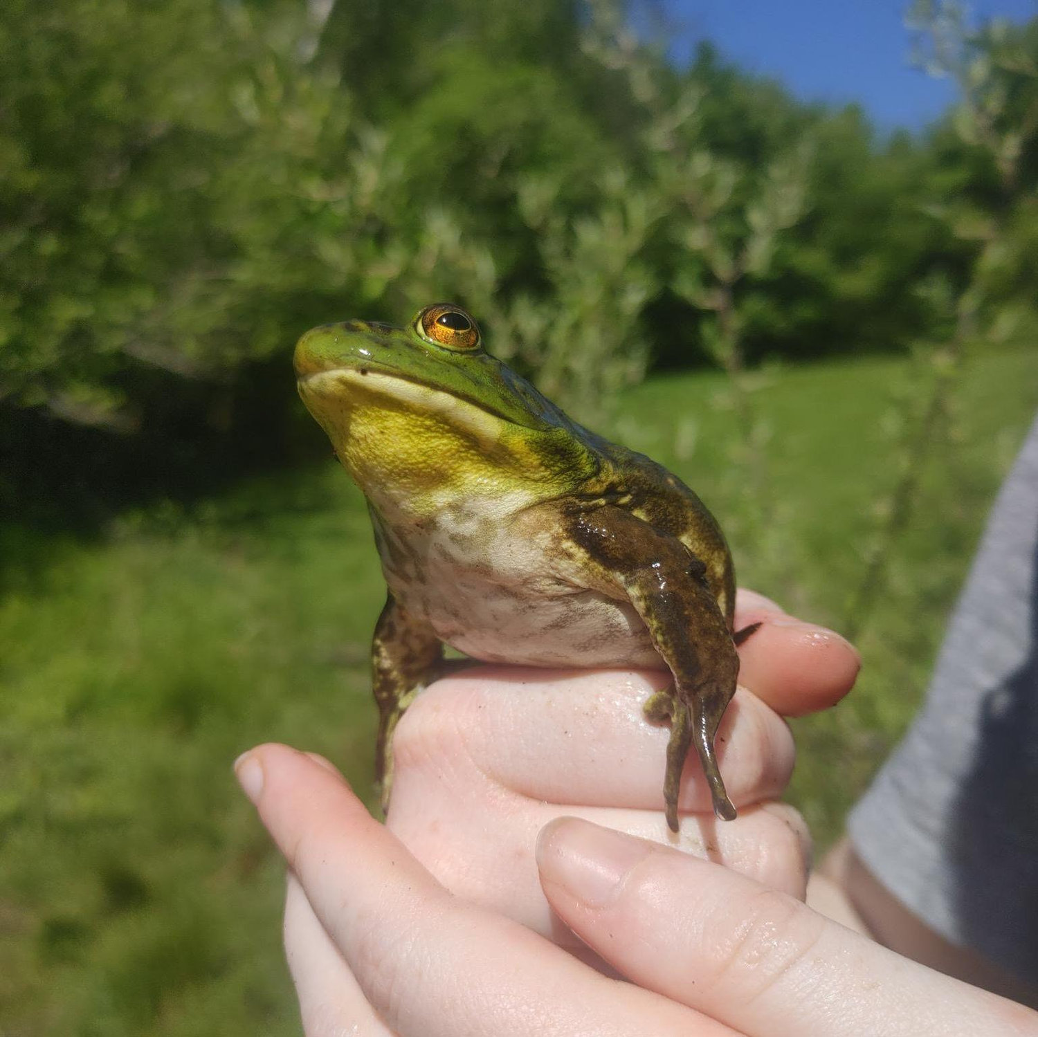 She won that fishing day by a frog.