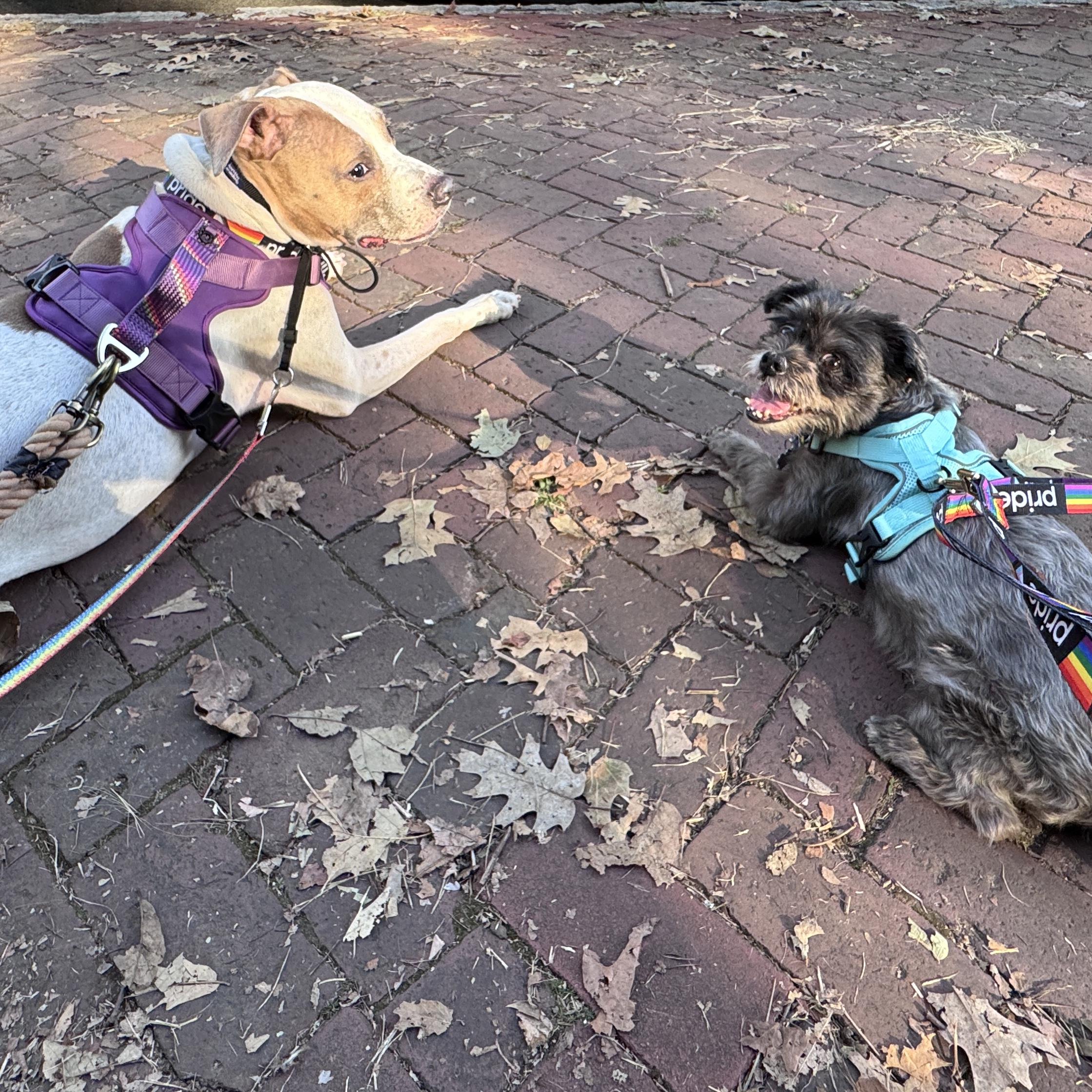 Pet Hotel Stay For The Fur Babies