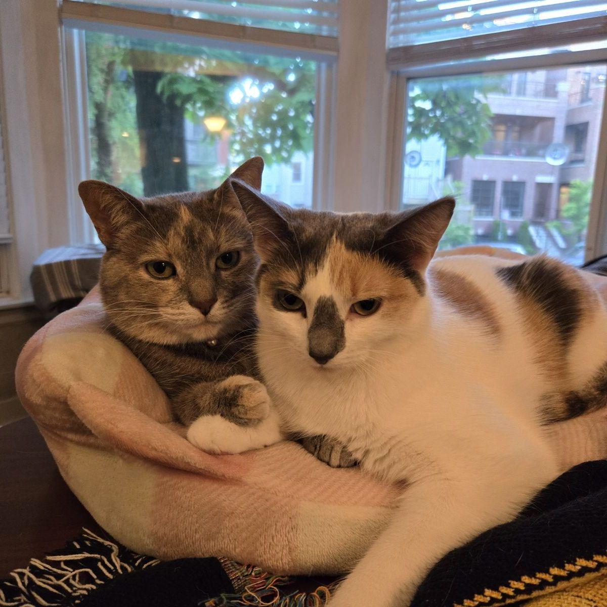 Adopted Zizi!