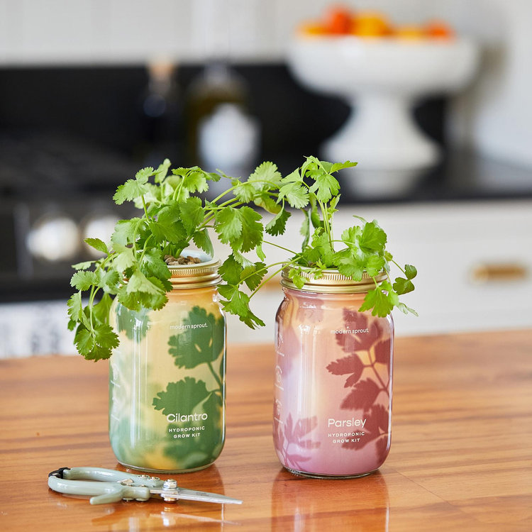 Modern Sprout, Herb Garden Jar Kit | Zola