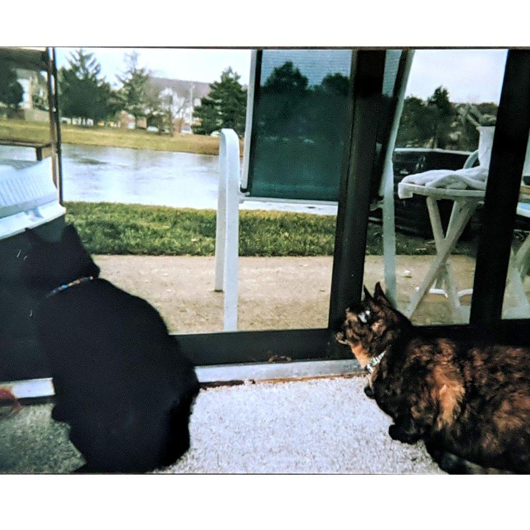 Our cats Frank (left) and Cassie (right) checking out the views from our apartment patio door